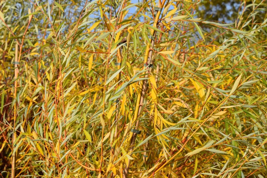 Golden Willow - Salix alba Vitellina
