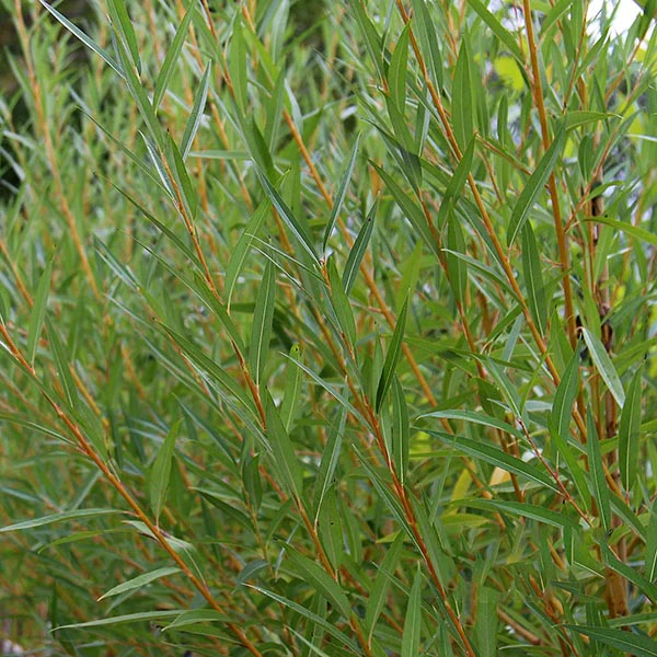 Golden Willow - Salix alba Vitellina
