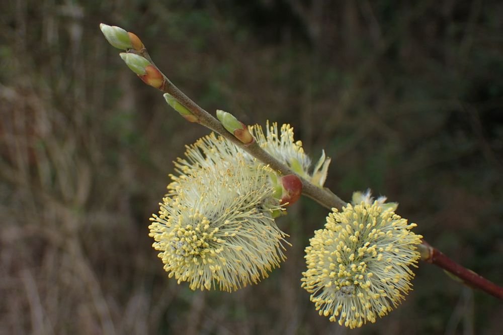 Goat Willow - Salix caprea