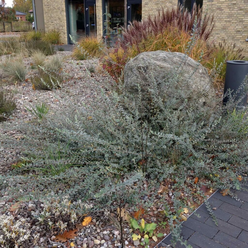 Creeping Willow - Salix repens
