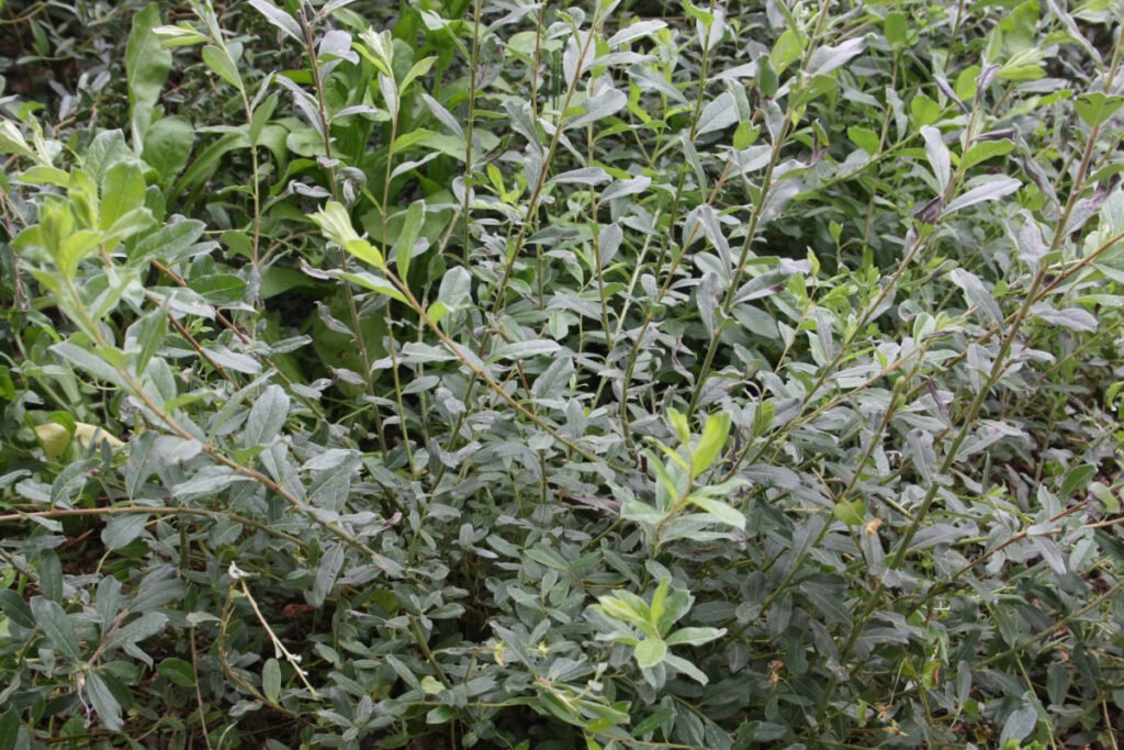 Creeping Willow - Salix repens
