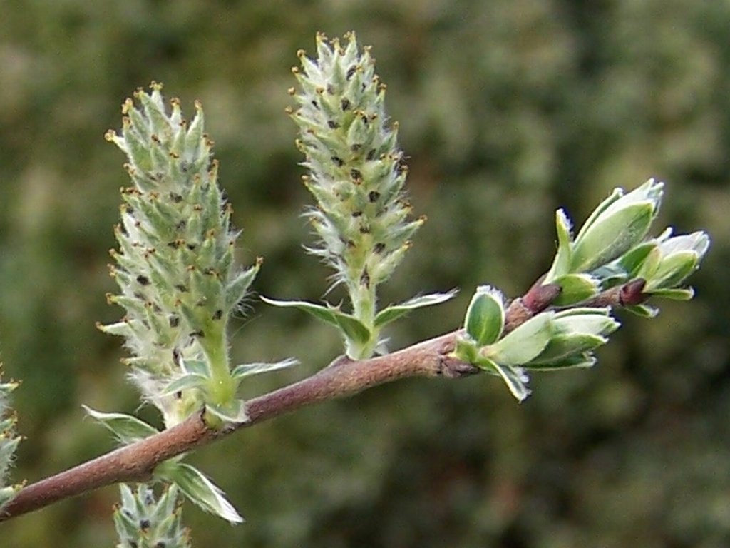 Creeping Willow - Salix repens
