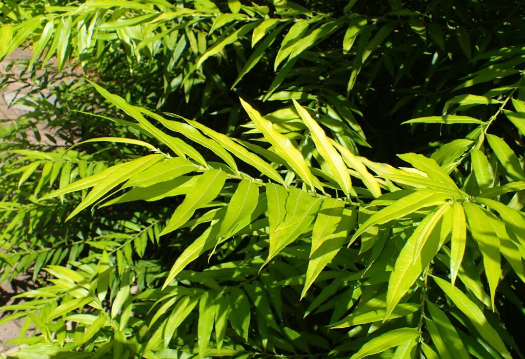 Japanese fantail willow - Salix sachalinensis