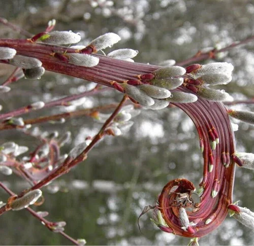 How to grow Japanese fantail willow (Salix sachalinensis)