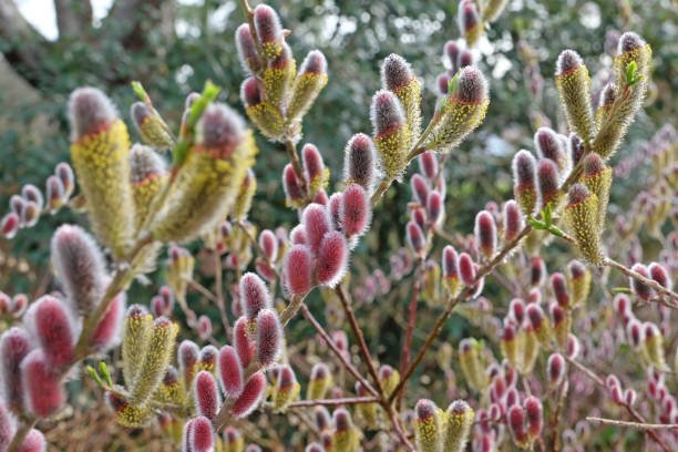 Japanese Pussy Willow - Salix gracilistyla MOUNT ASO