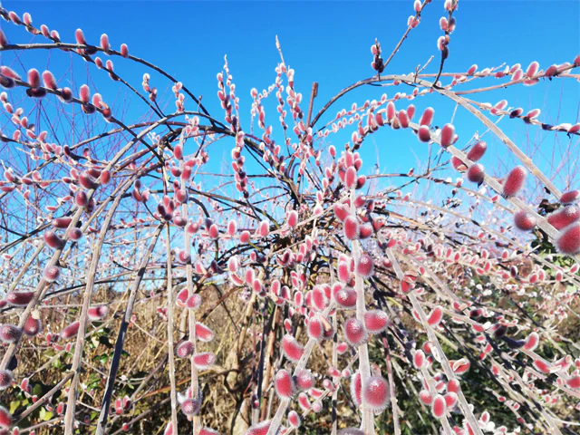 Japanese Pussy Willow - Salix gracilistyla MOUNT ASO