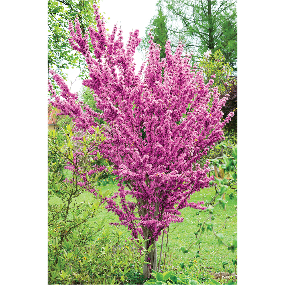 Chinese Redbud - Cercis chinensis