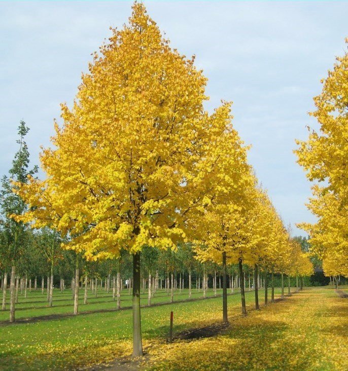 Small-leaved Lime Greenspire - Tilia cordata Greenspire
