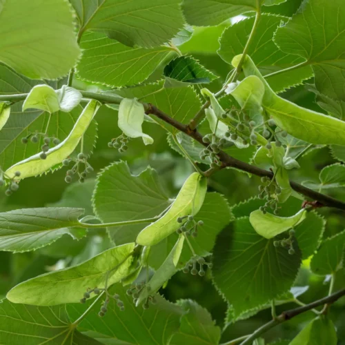 How to Grow Small-leaved Lime Greenspire – (Tilia cordata Greenspire)