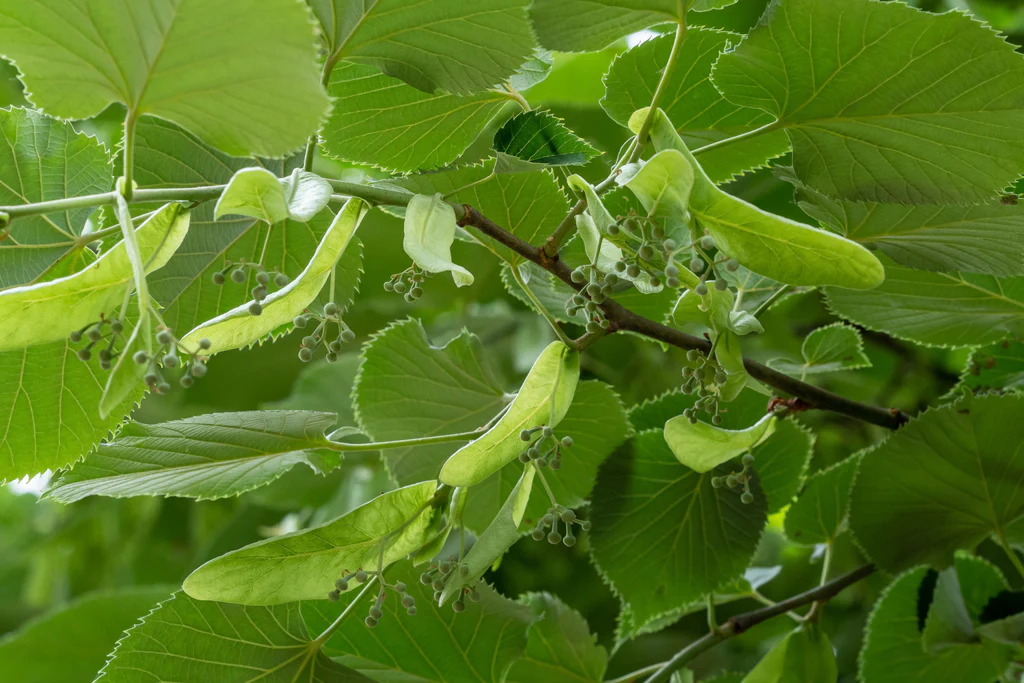 Small-leaved Lime Greenspire - Tilia cordata Greenspire
