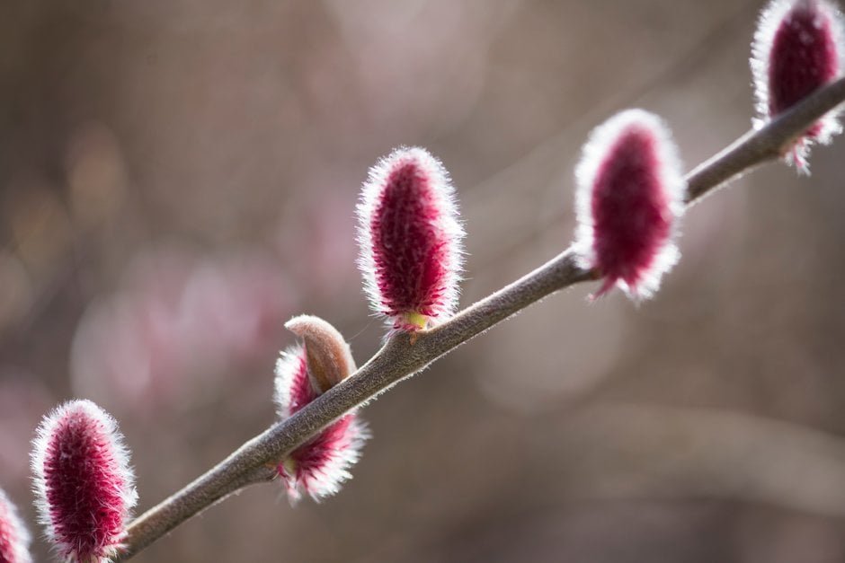 Japanese Pussy Willow - Salix gracilistyla MOUNT ASO