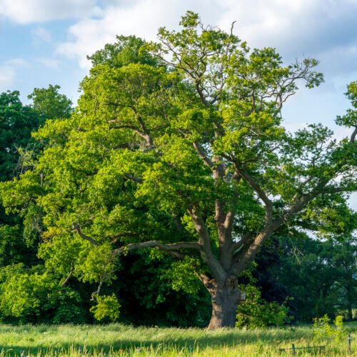 How to grow Burr Oak (Quercus macrocarpa)