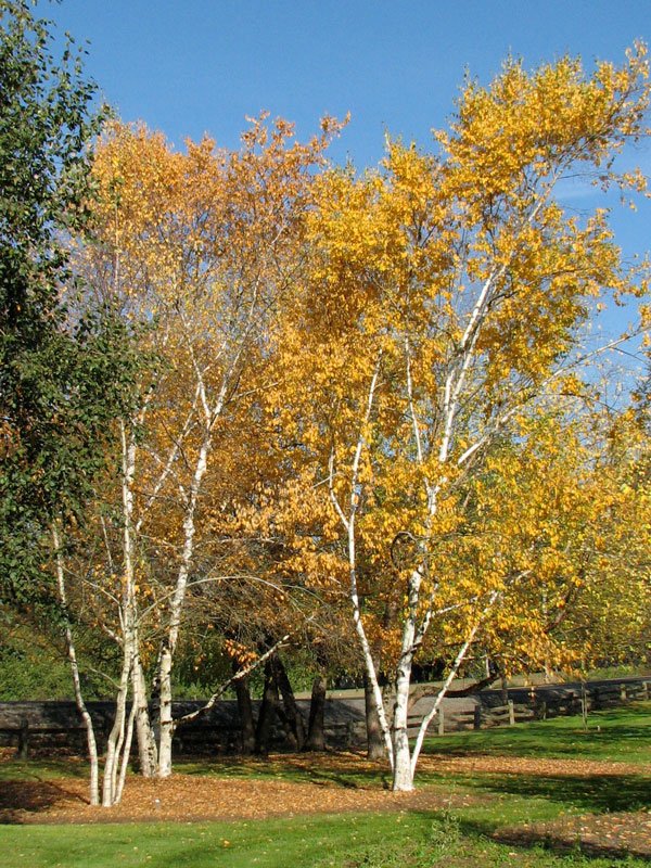 Paper Birch - Betula papyrifera