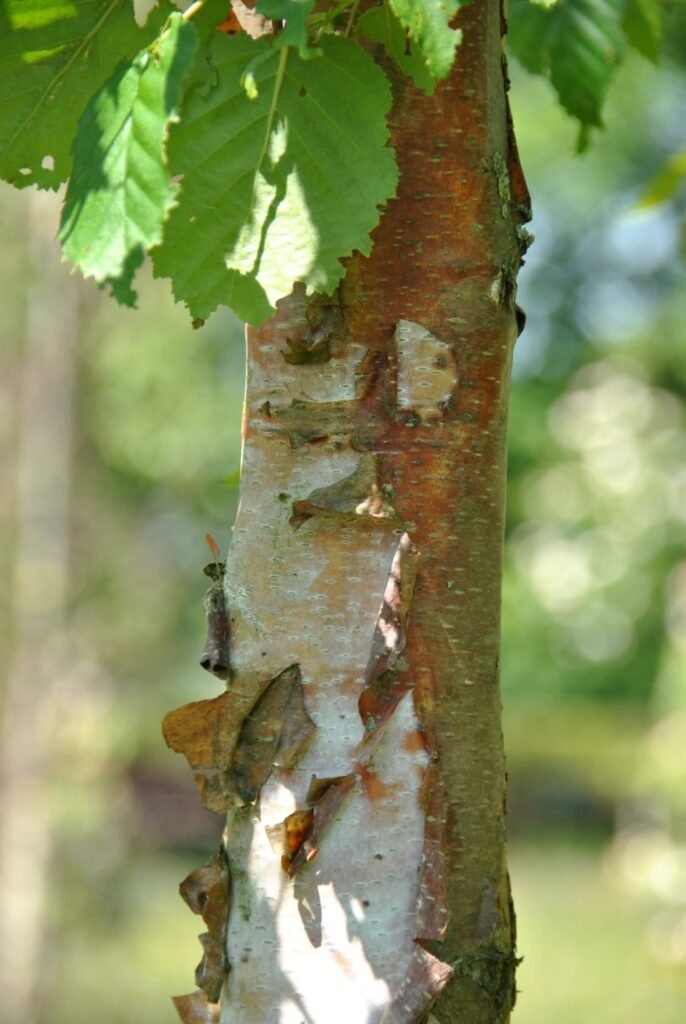 Paper Birch - Betula papyrifera