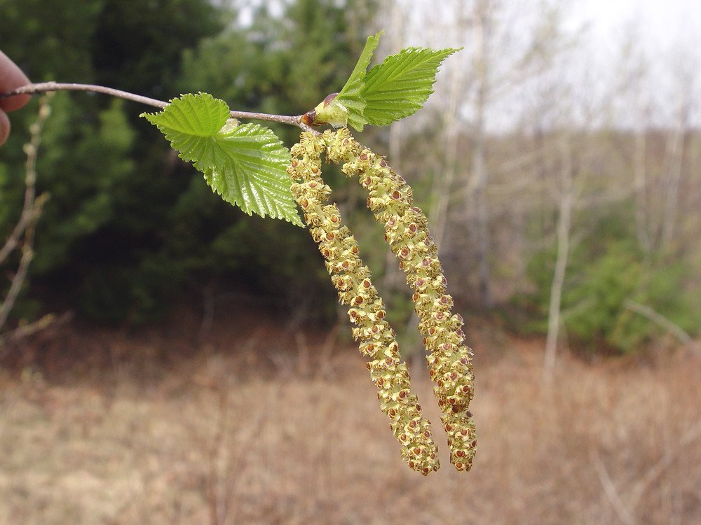 Paper Birch - Betula papyrifera