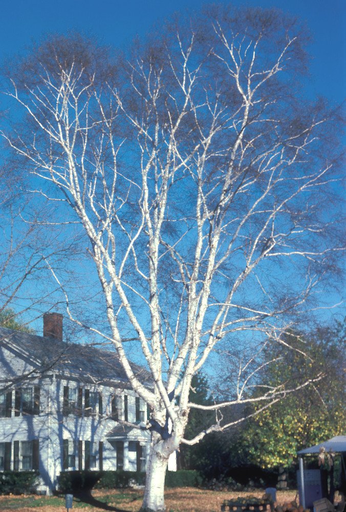 Paper Birch - Betula papyrifera
