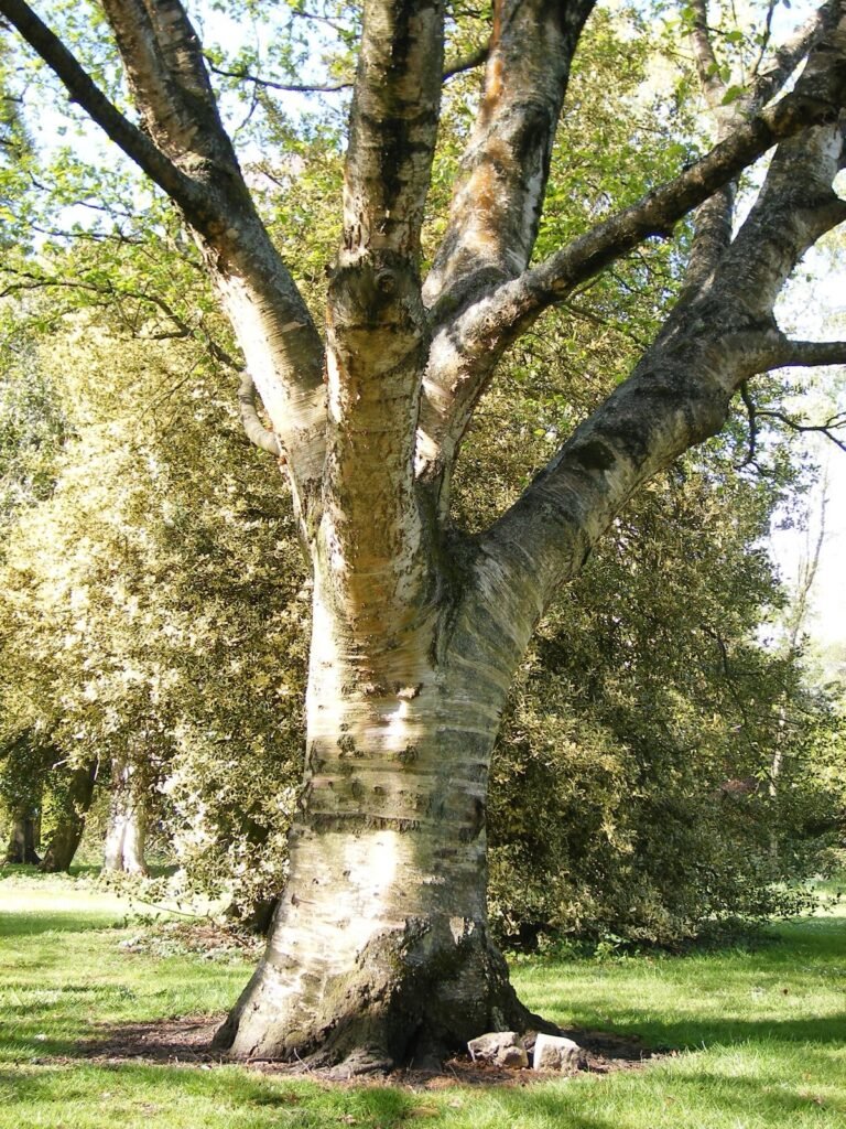 Paper Birch - Betula papyrifera