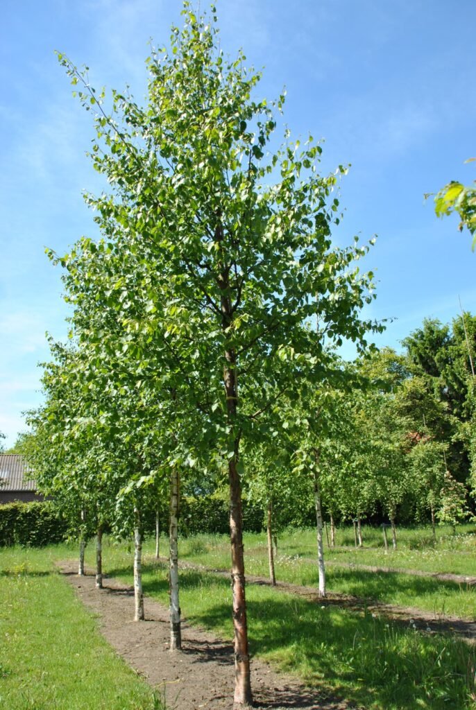 Paper Birch - Betula papyrifera