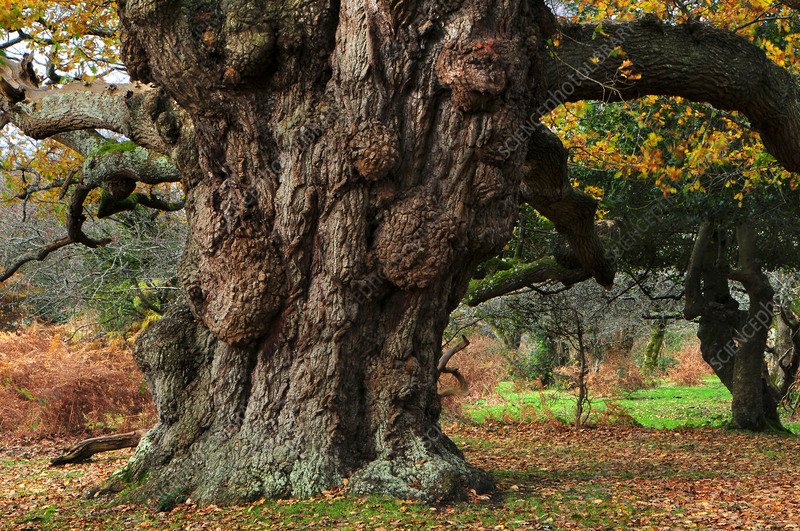 Pedunculate Oak - Quercus robur