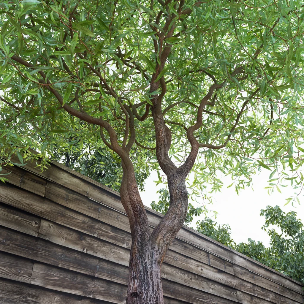 Corkscrew willow - Salix matsudana