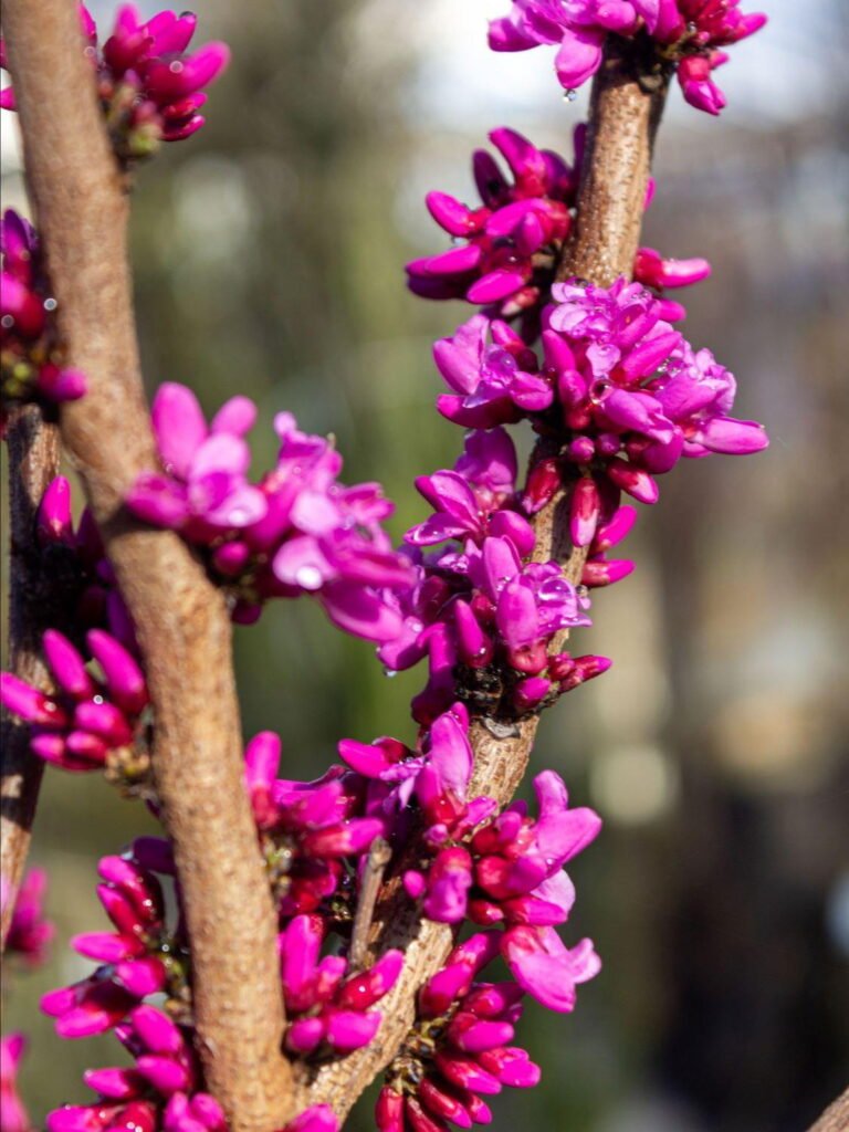 Chinese Redbud - Cercis chinensis