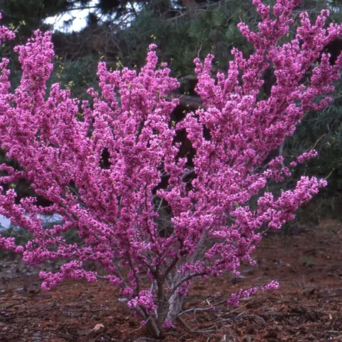 How to grow Chinese Redbud (Cercis chinensis)