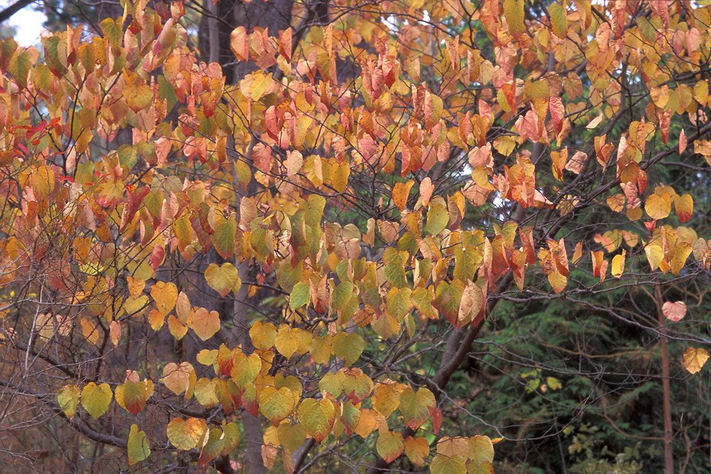 Redbud - Cercis canadensis