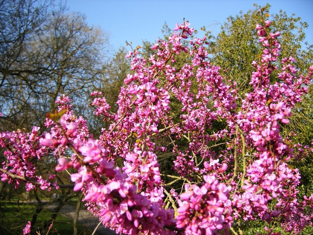 Chinese Redbud - Cercis chinensis