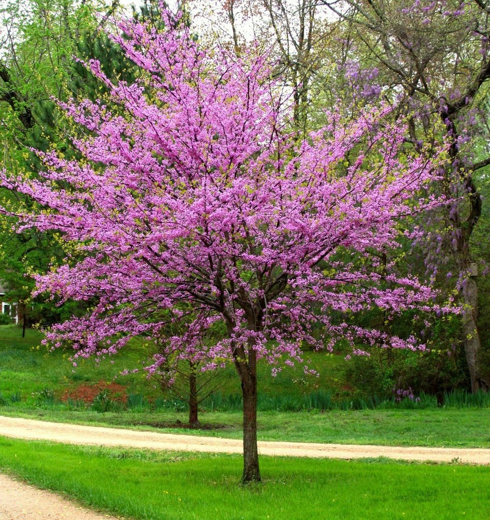 Redbud - Cercis canadensis