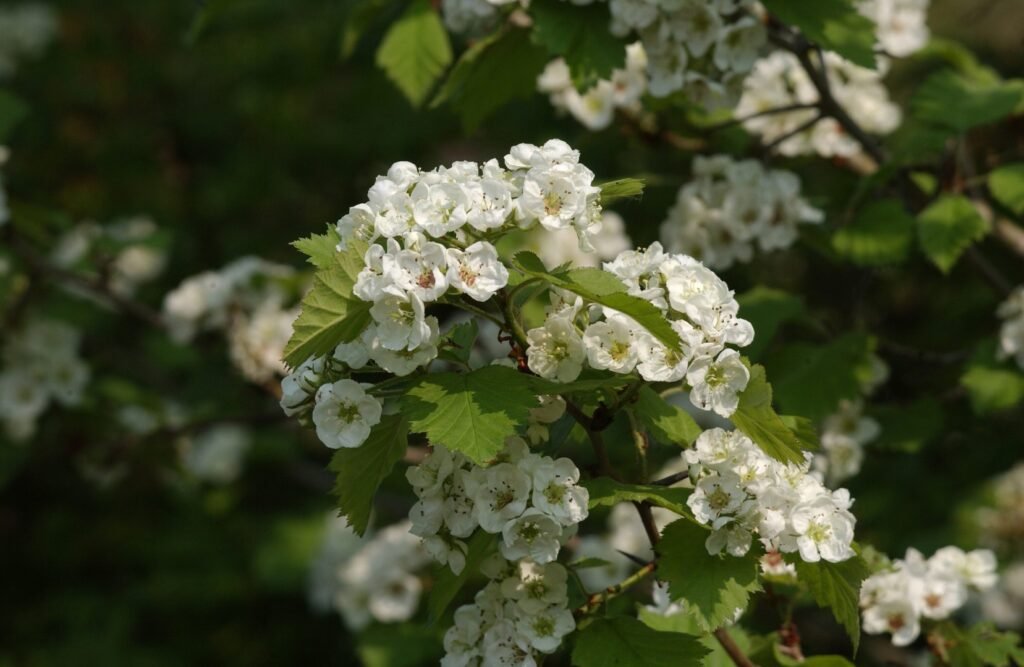 Scarlet hawthorn - Crataegus pedicellata