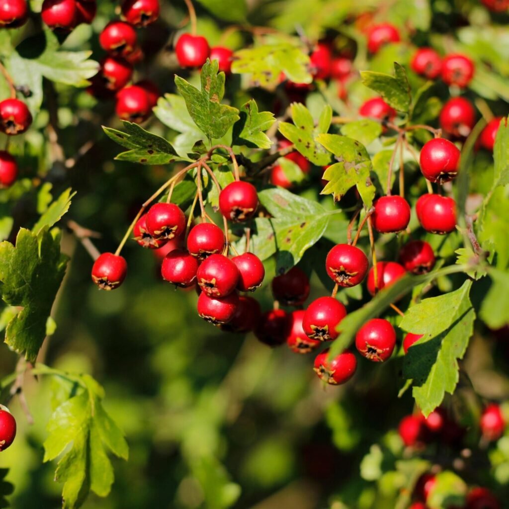 Common hawthorn - Crataegus monogyna