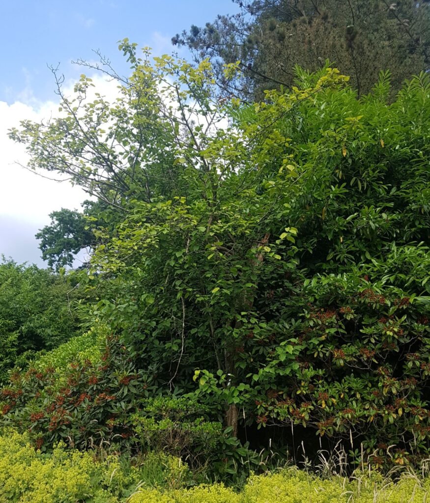 Scarlet hawthorn - Crataegus pedicellata