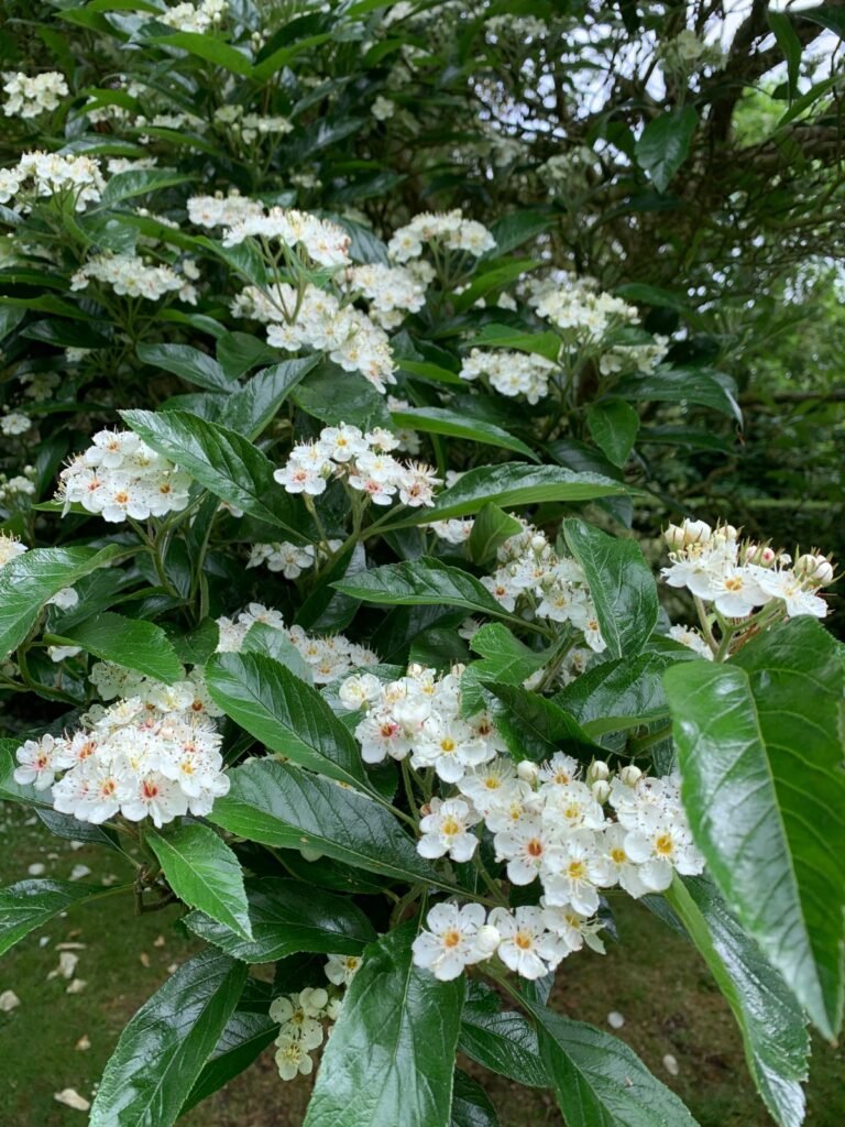 Lavalle Hawthorn - Crataegus x lavallei