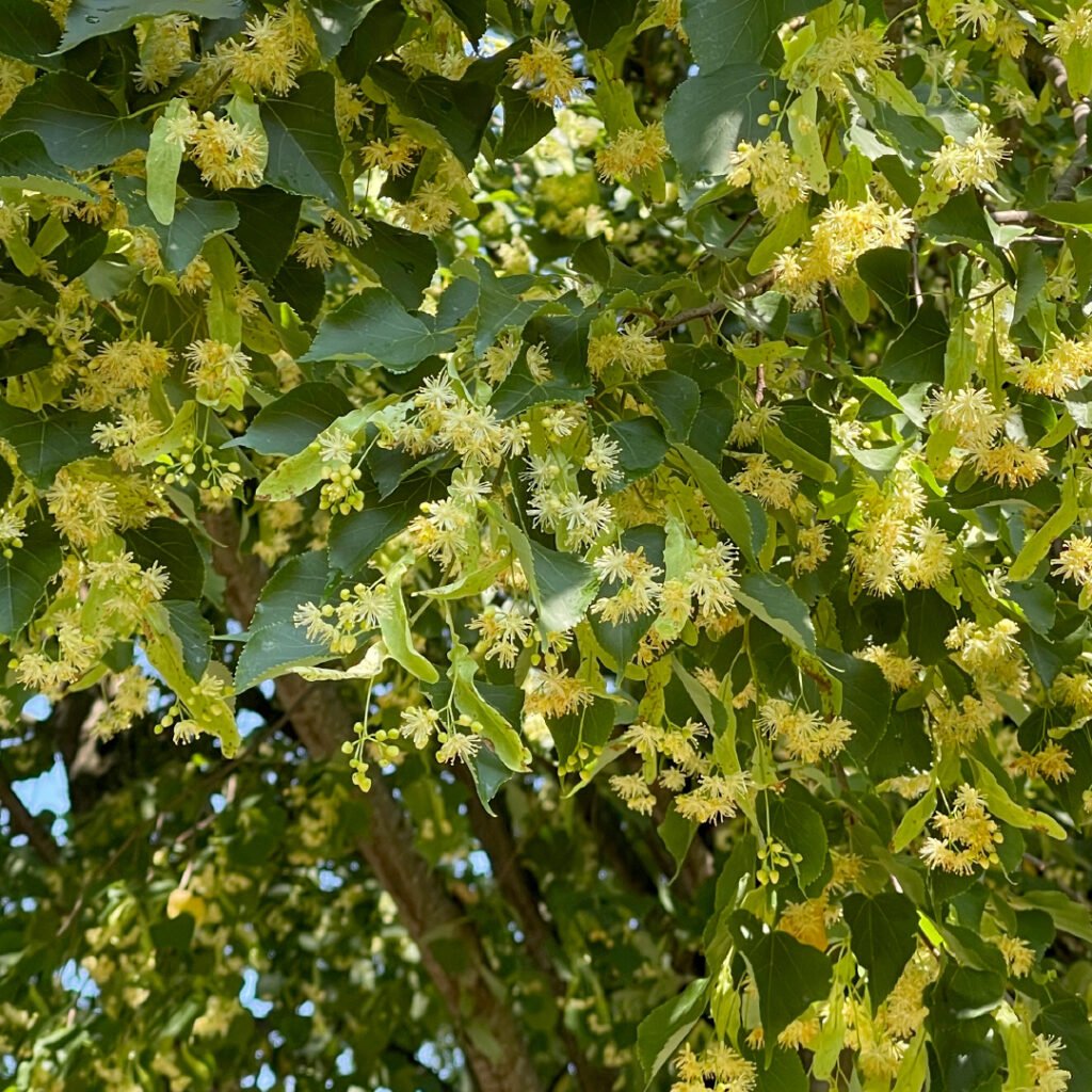 Small-leaved Lime Greenspire - Tilia cordata Greenspire
