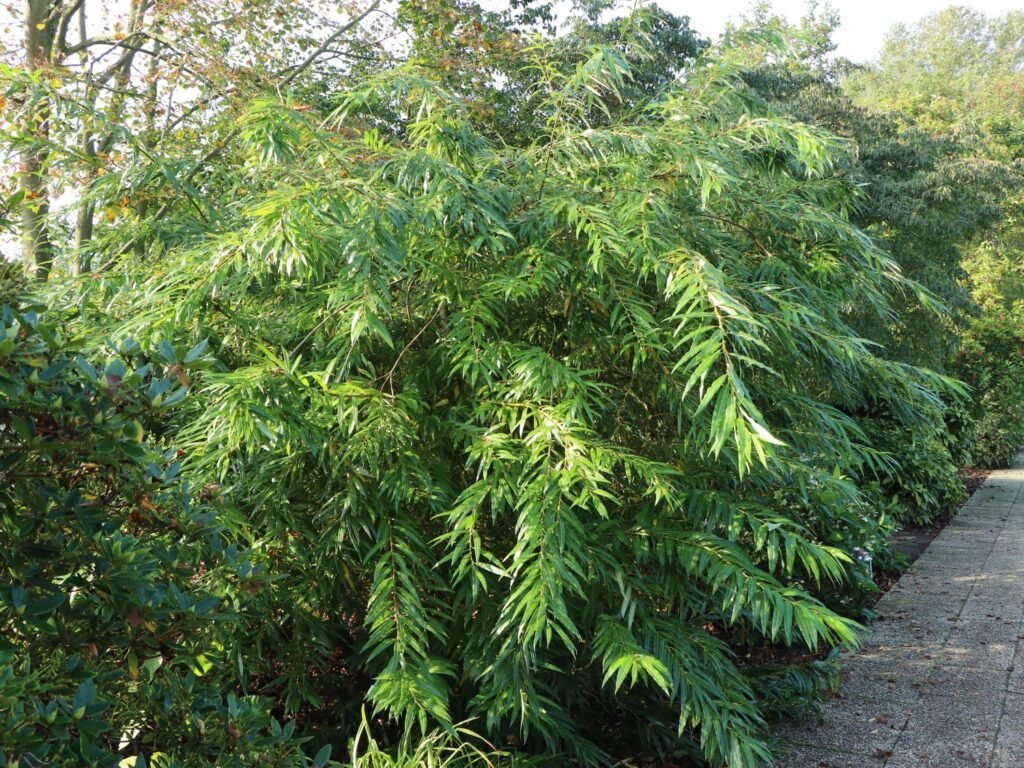 Japanese fantail willow - Salix sachalinensis