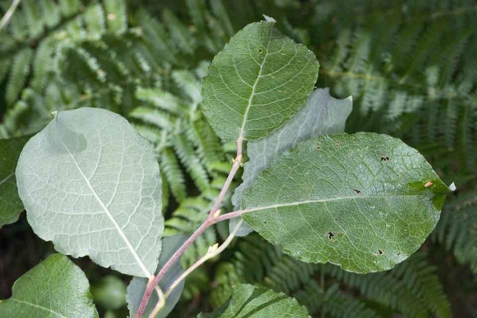 Goat Willow - Salix caprea