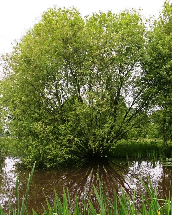 Goat Willow - Salix caprea
