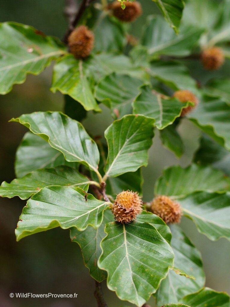 Beech - Fagus sylvatica