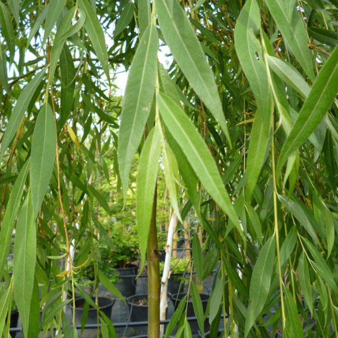 Hybrid willows - Salix hybrids - Various