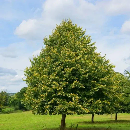 Small-leaved Lime Greenspire - Tilia cordata Greenspire
