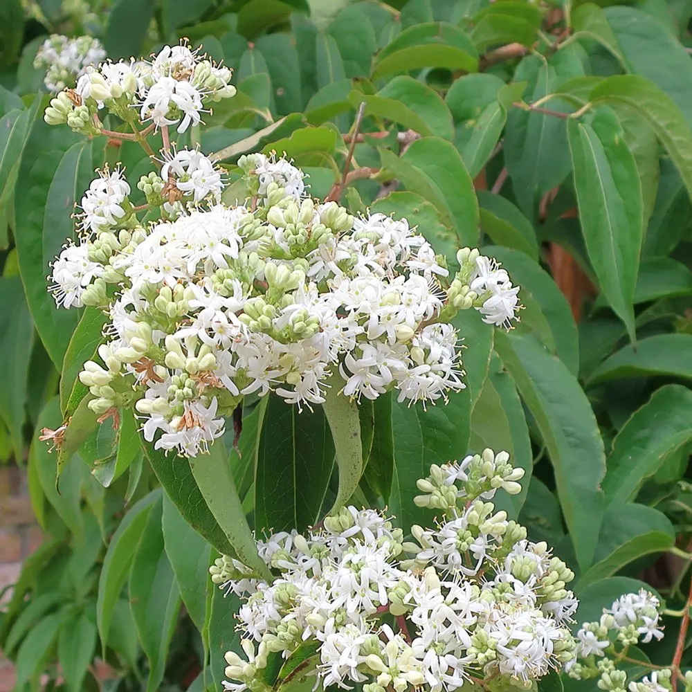The seven-son flower - Heptacodium miconioides