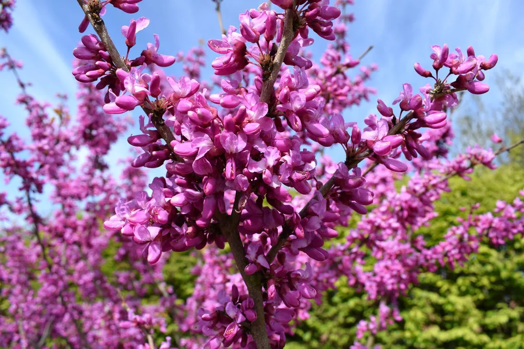 Chinese Redbud - Cercis chinensis