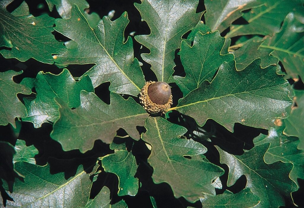 Burr Oak - Quercus macrocarpa