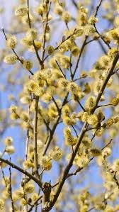 Goat Willow - Salix caprea