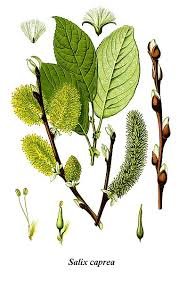 Goat Willow - Salix caprea