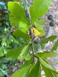 Water Oak - Quercus nigra