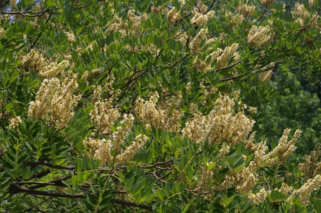 Amur maackia - Maackia amurensis