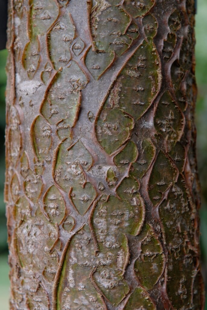 Amur maackia - Maackia amurensis