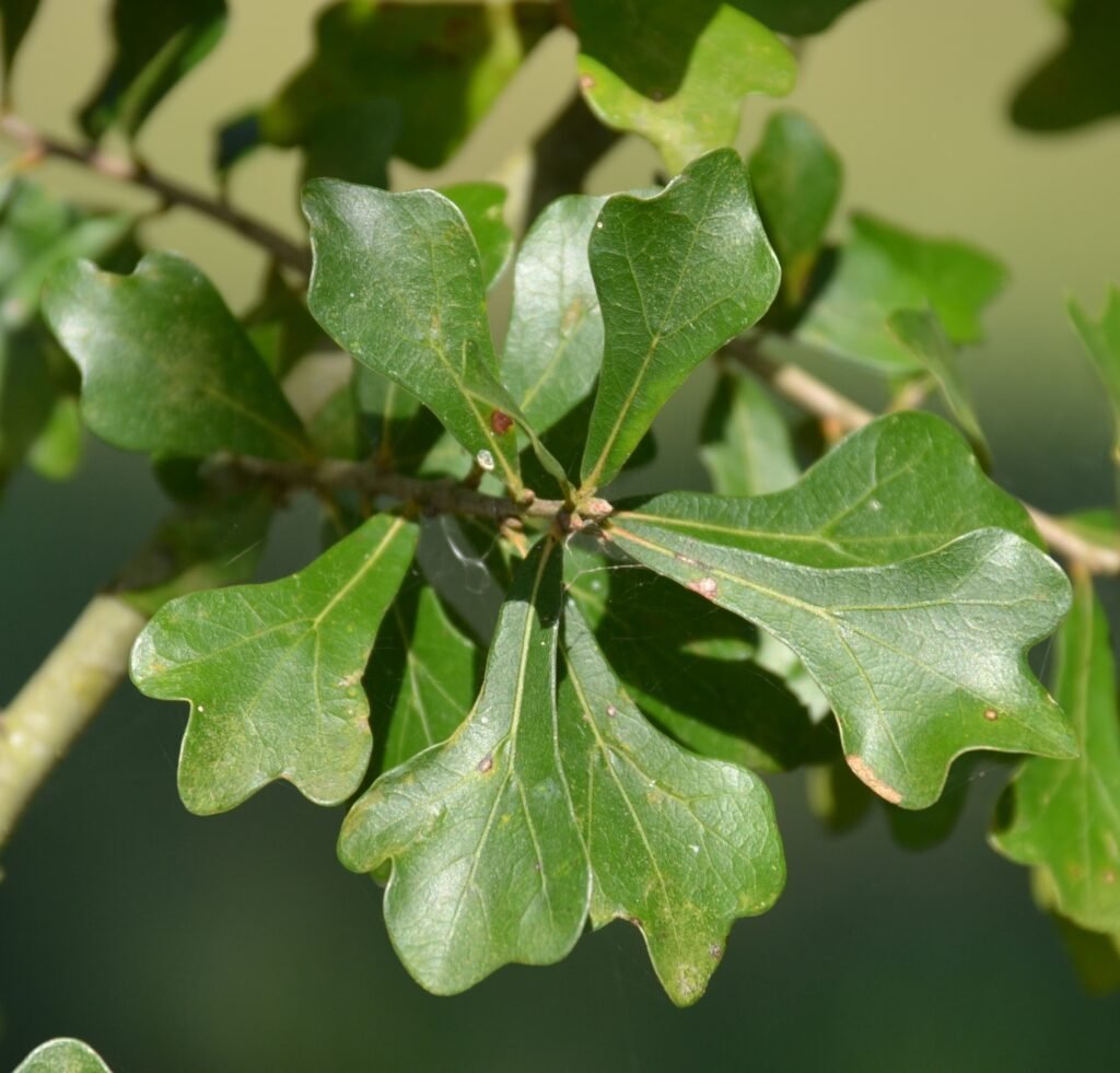 Water Oak - Quercus nigra