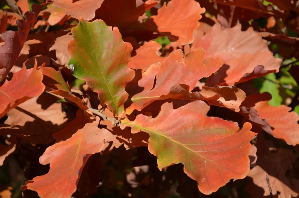 Japanese Emperor Oak - Quercus dentata